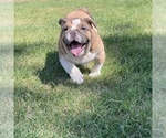 Small Photo #1 English Bulldog Puppy For Sale in ARVADA, CO, USA