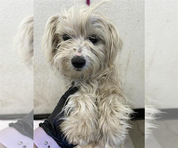 Medium Photo #3 Havamalt Puppy For Sale in Pacifica, CA, USA