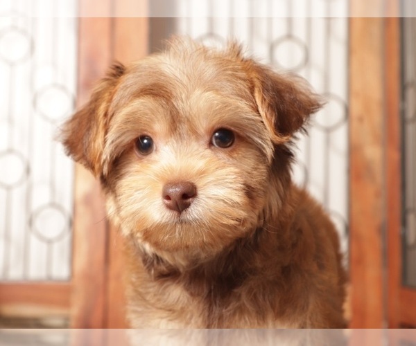 Medium Photo #2 YorkiePoo Puppy For Sale in NAPLES, FL, USA
