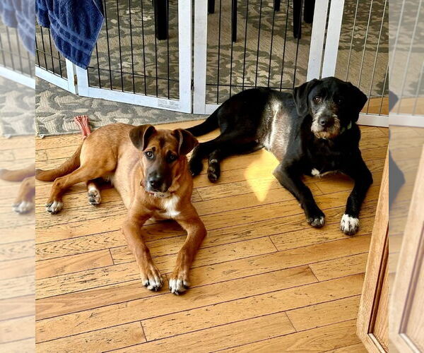 Medium Photo #21 Mutt Puppy For Sale in Canton, CT, USA