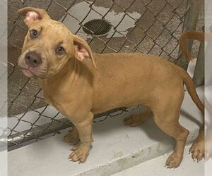 American Pit Bull Terrier-Unknown Mix Dogs for adoption in Augusta, GA, USA