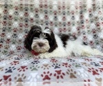 Small #4 ShihPoo