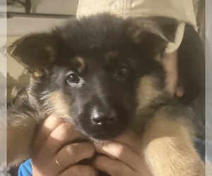 German Shepherd Dog Puppy for Sale in HOUSTON, Texas USA