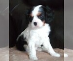 Small Photo #172 Cavalier King Charles Spaniel Puppy For Sale in HOWLAND, OH, USA