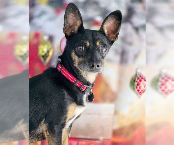 Medium Photo #3 Doxie-Pin Puppy For Sale in Chino Hills, CA, USA