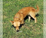Small #2 Chiweenie