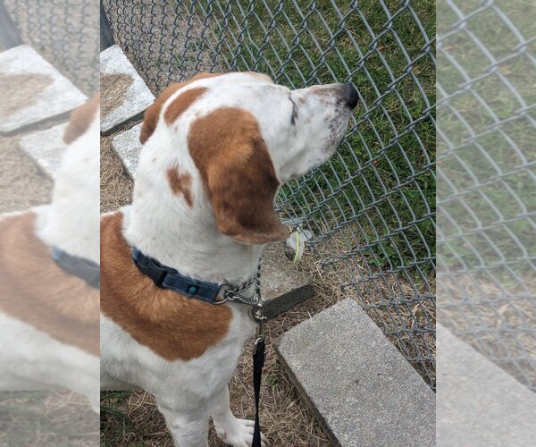 Medium Photo #7 English Coonhound Puppy For Sale in Richmond, IN, USA