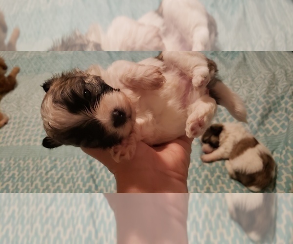 Medium Photo #13 Morkie Puppy For Sale in JACKSONVILLE, FL, USA