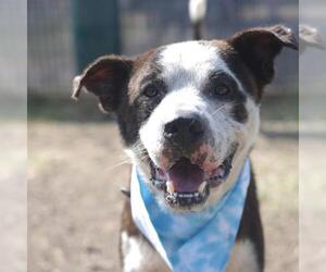 Border Collie-Unknown Mix Dogs for adoption in San Antonio, TX, USA