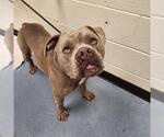 Small American Staffordshire Terrier Mix