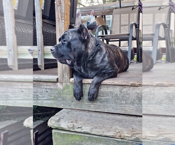 Medium Photo #11 Cane Corso Puppy For Sale in CHICAGO, IL, USA