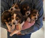 Small #11 Beagle