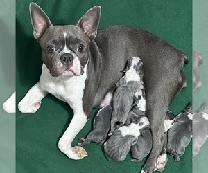 Mother of the Boston Terrier puppies born on 01/01/2026