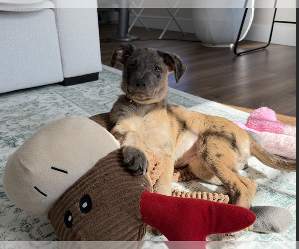 Medium Photo #6 Catahoula Leopard Dog-Unknown Mix Puppy For Sale in Oakhurst, NJ, USA