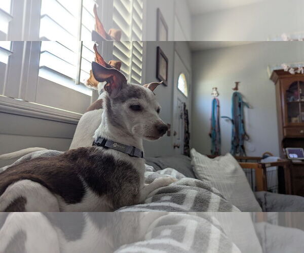 Medium Photo #4 Chihuahua-Unknown Mix Puppy For Sale in Oakhurst, NJ, USA