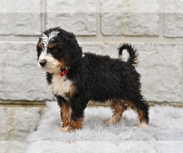 Medium Photo #5 Bernedoodle Puppy For Sale in MILLERSBURG, OH, USA