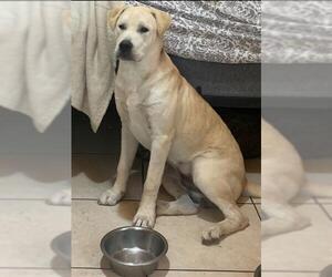Chow Chow-Labrador Retriever Mix Dogs for adoption in San Antonio, TX, USA