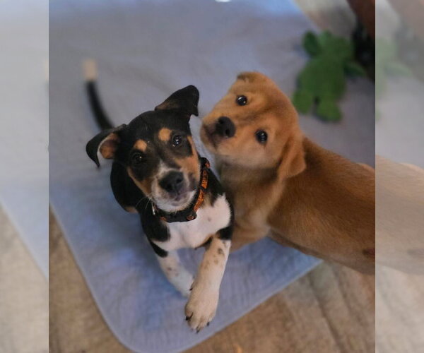Medium Photo #3 Mutt Puppy For Sale in New London, WI, USA