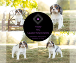 Puppy 8 Cavalier King Charles Spaniel