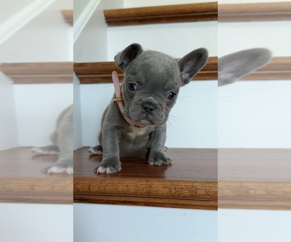 Medium Photo #2 French Bulldog Puppy For Sale in METUCHEN, NJ, USA