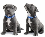Small Photo #26 American Pit Bull Terrier Puppy For Sale in ORANGE, NJ, USA