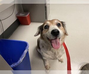 Beagi Dogs for adoption in Corona, CA, USA