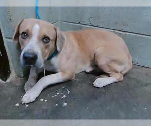 Labrador Retriever Dogs for adoption in Tulsa, OK, USA