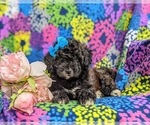 Small Photo #6 Poodle (Miniature)-ShihPoo Mix Puppy For Sale in LINCOLN UNIVERSITY, PA, USA