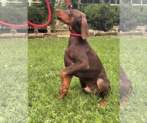 Medium Photo #1 Doberman Pinscher Puppy For Sale in HOPKINSVILLE/PRINCETON, KY, NH, USA
