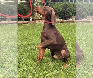 Doberman Pinscher Dogs for adoption in HOPKINSVILLE/PRINCETON, KY, NH, USA