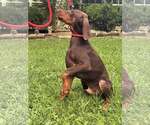Small Doberman Pinscher