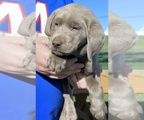 Medium Photo #9 Labrador Retriever Puppy For Sale in DELEVAN, NY, USA