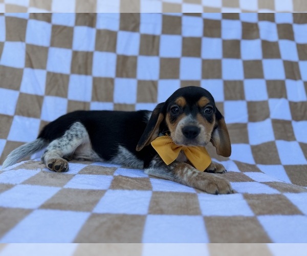 Medium Photo #7 Beagle Puppy For Sale in LAKELAND, FL, USA
