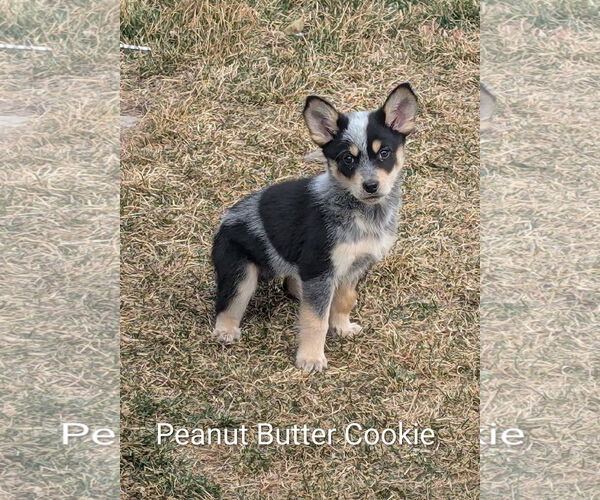 Medium Photo #1 Mutt Puppy For Sale in Sandy, UT, USA