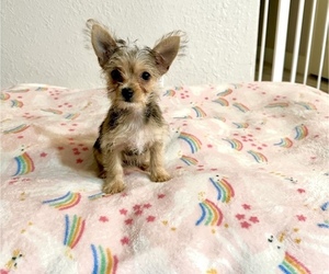 Chorkie Puppy for sale in WEBSTER, FL, USA