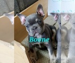 Small Photo #6 French Bulldog Puppy For Sale in AFTON, WY, USA