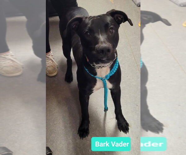 Medium Photo #2 American Pit Bull Terrier-Labrador Retriever Mix Puppy For Sale in Richmond, IN, USA