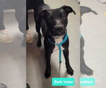 Small #1 American Pit Bull Terrier-Labrador Retriever Mix
