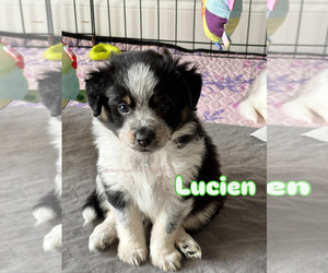 Medium Miniature Australian Shepherd