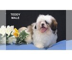 Small #7 Shih Tzu