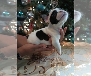 French Bulldog Puppy for sale in DENVER, CO, USA