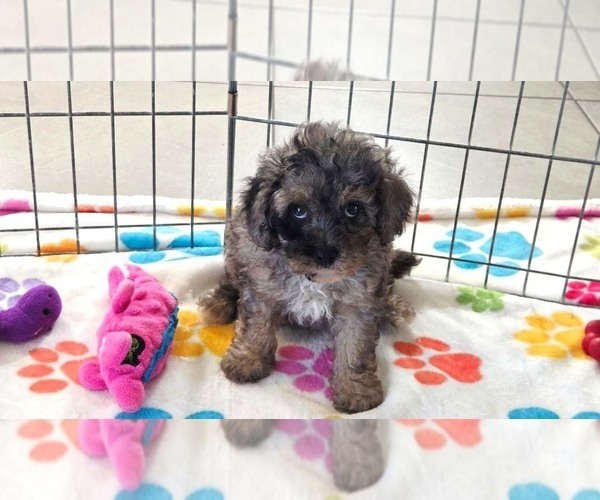 Medium Photo #8 Cavapoo (Miniature)-Poodle (Toy) Mix Puppy For Sale in ORO VALLEY, AZ, USA