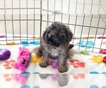 Layla - Female Cavapoo (Miniature)-Poodle (Toy) Mix Puppy for Sale - Photo #8