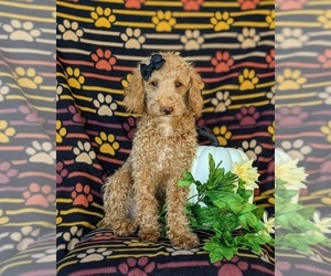 Cock-A-Poo Puppy for sale in KIRKWOOD, PA, USA