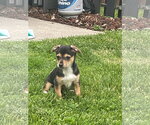 Small #4 Australian Shepherd-Chihuahua Mix