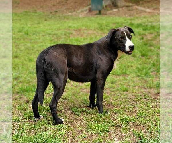 Medium Photo #4 Border Collie-Catahoula Leopard Dog Mix Puppy For Sale in Greenville, SC, USA