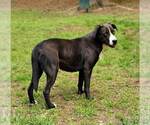 Small #3 Border Collie-Catahoula Leopard Dog Mix