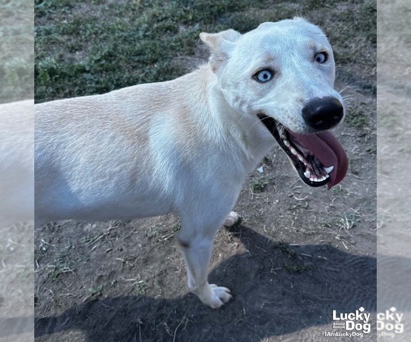 Medium Photo #2 Huskies -Whippet Mix Puppy For Sale in Washington, DC, USA