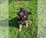 Puppy Miss peach German Shepherd Dog