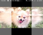 Small Photo #1 Pomeranian Puppy For Sale in BATESBURG-LEESVILLE, SC, USA